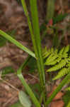 Eastern featherbells